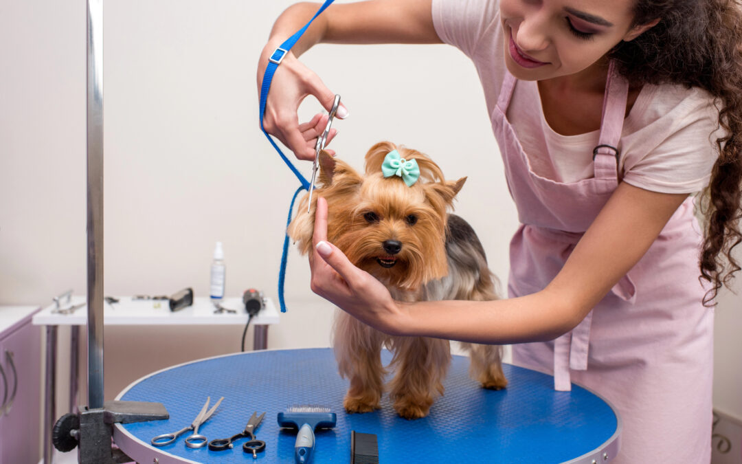 Valuation for Selling a Pet Training, Grooming, and Boarding Business