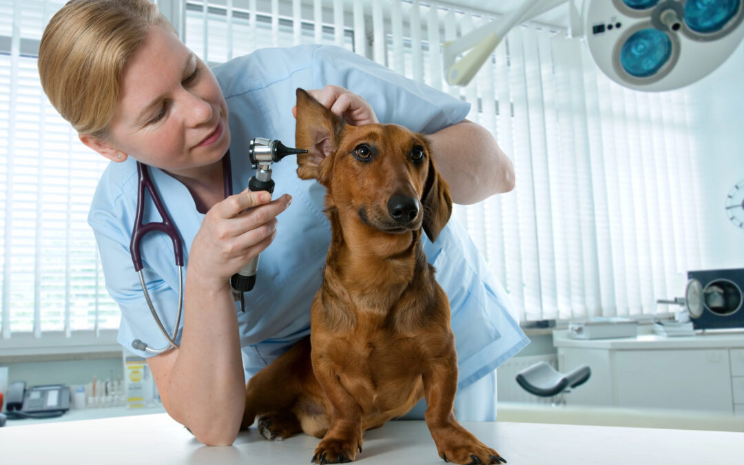 Obtaining a Veterinary Equipment Appraisal