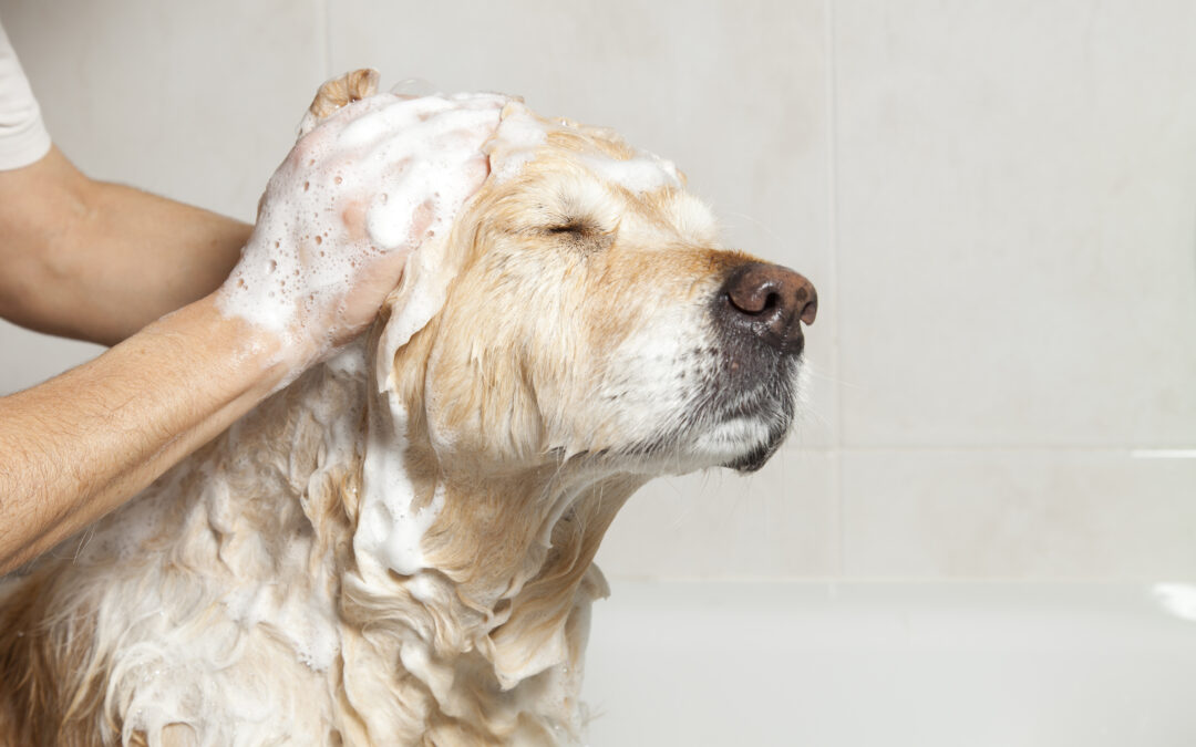 Value Drivers for a Pet Training, Grooming, and Boarding Business
