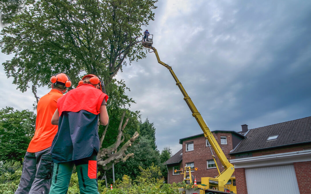 Value Drivers for a Tree Service Business