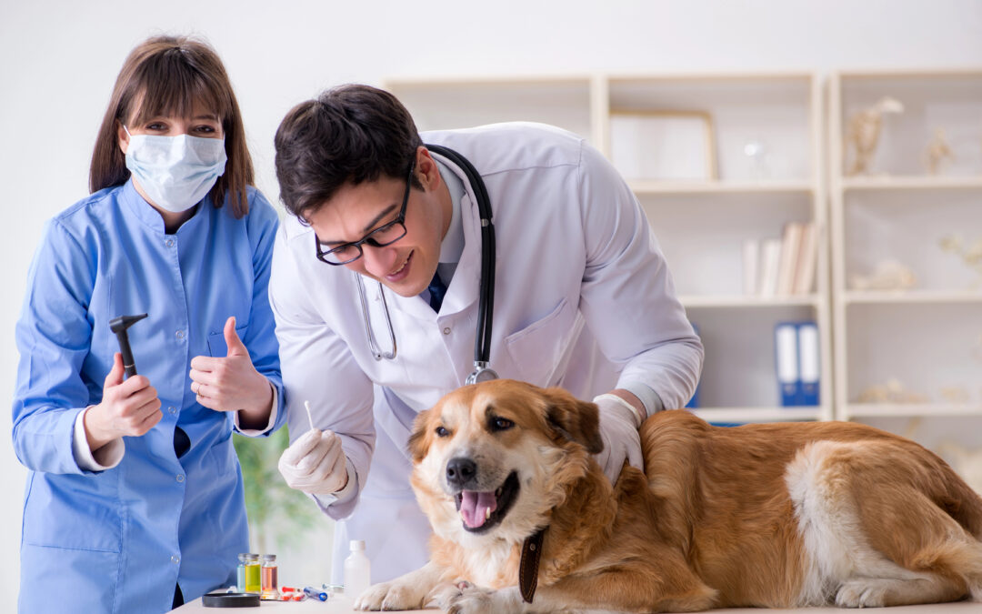 Veterinary Equipment Appraisals
