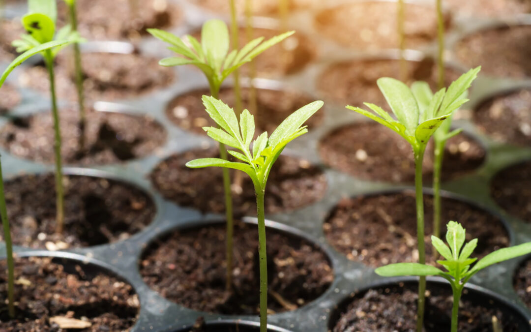 Growing your Customer Base
