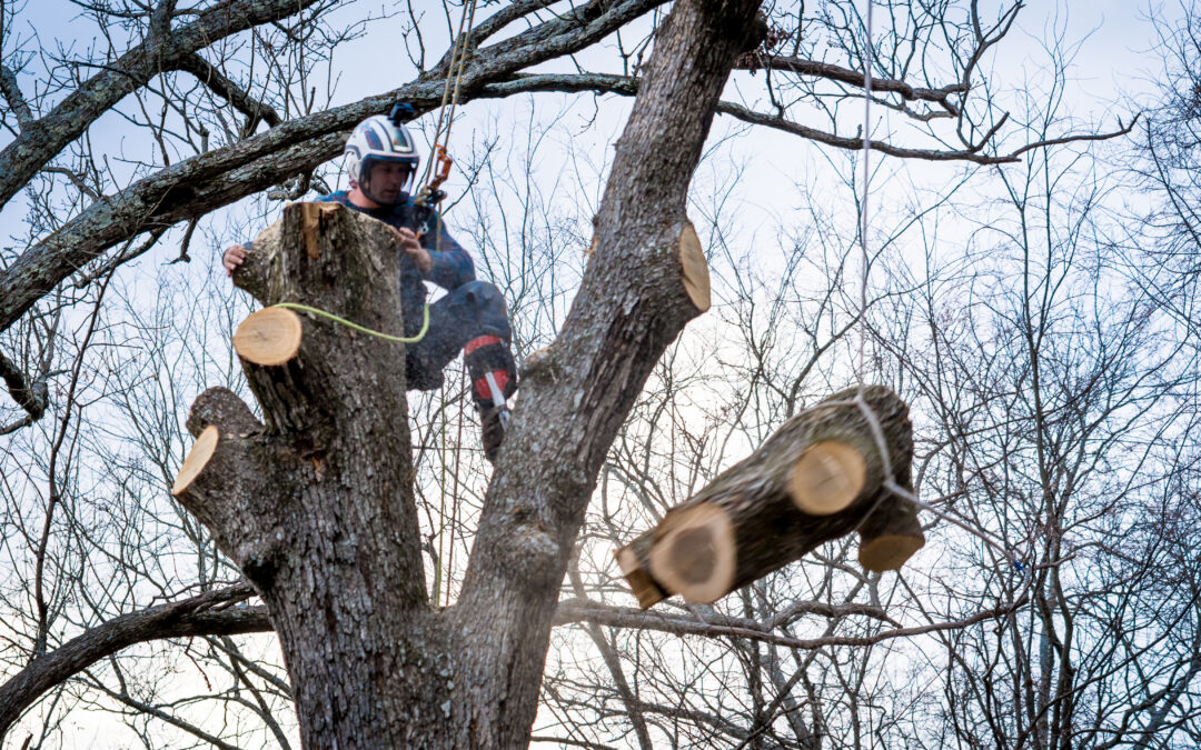 Valuation Multiples for a Tree Service Business