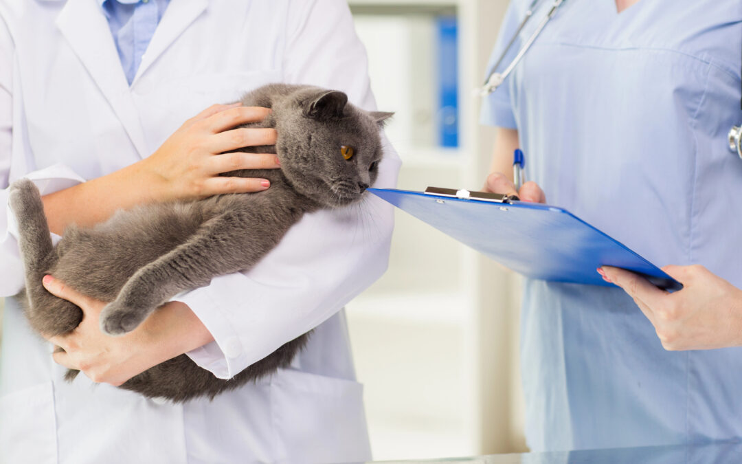 Valuation Multiples for a Veterinary Clinic