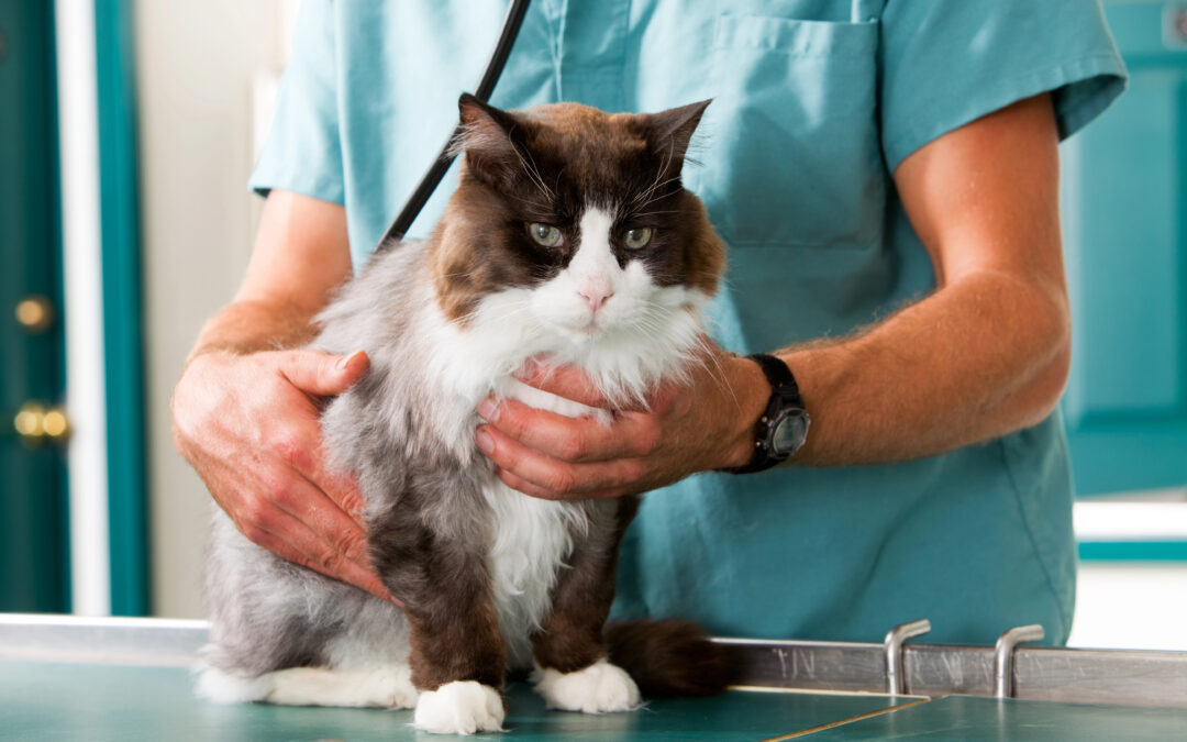 Value Drivers for a Veterinary Clinic